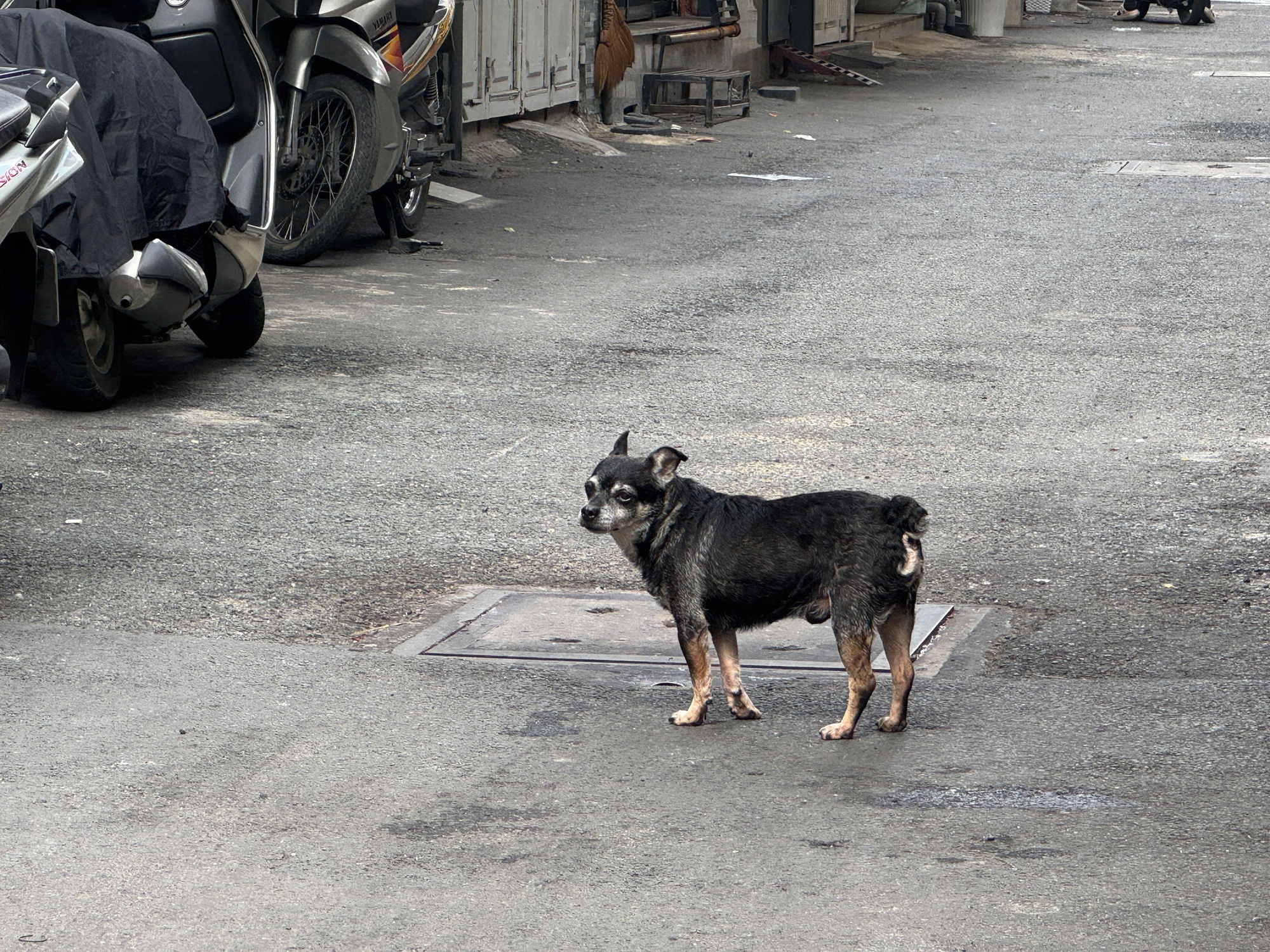 Cấp "căn cước" định danh để giám sát vật nuôi? - Ảnh 1.
