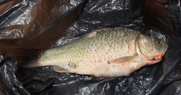 Tại sao người bán cá hay dùng túi màu đen đựng cá?- Ảnh 2.