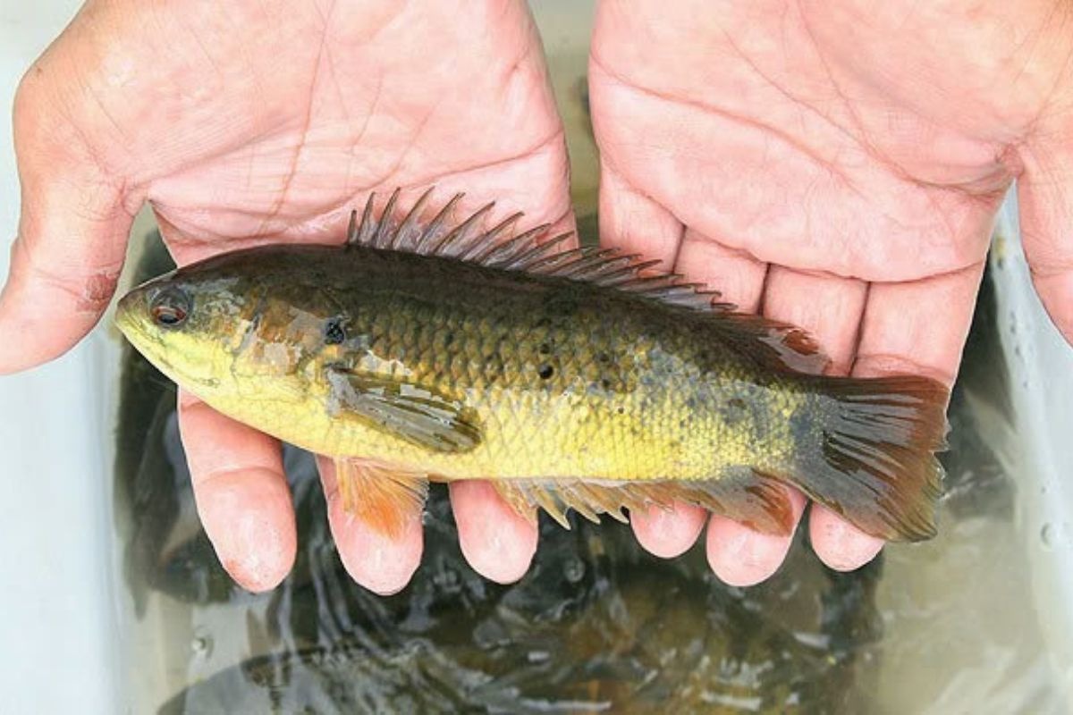 6 loại cá thịt mềm ngon, lại không chứa thủy ngân hại gan thận- Ảnh 2.