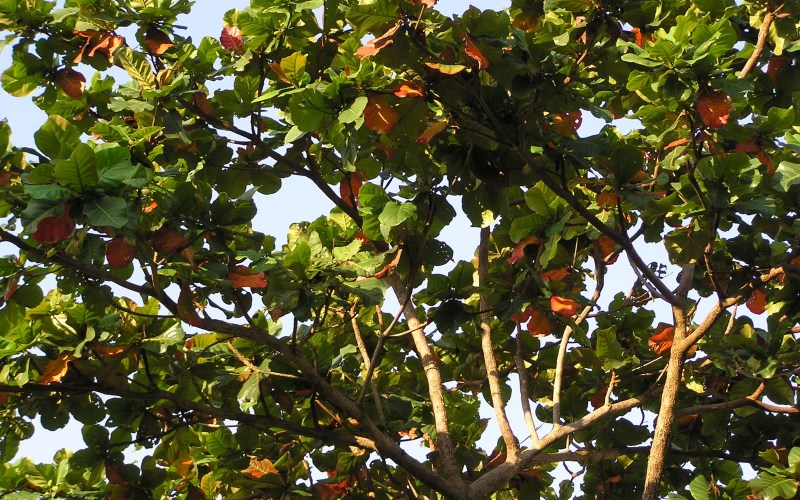 5 loại cây không nên trồng trước cửa tránh hậu quả nghiêm trọng - Ảnh 4. 5 loại cây không nên trồng trước cửa tránh hậu quả nghiêm trọng - Ảnh 4.