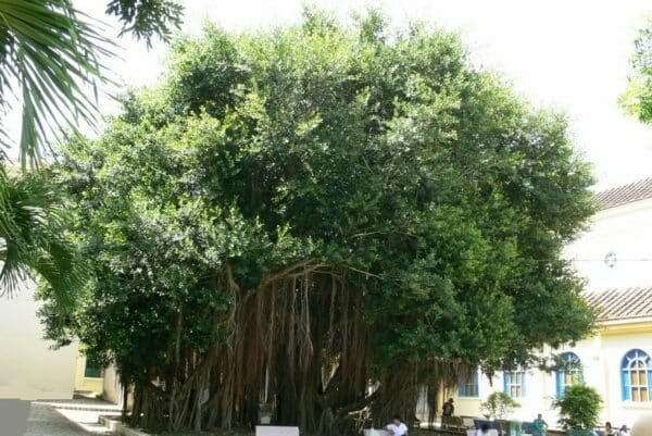 5 loại cây không nên trồng trước cửa tránh hậu quả nghiêm trọng - Ảnh 3. 5 loại cây không nên trồng trước cửa tránh hậu quả nghiêm trọng - Ảnh 3.