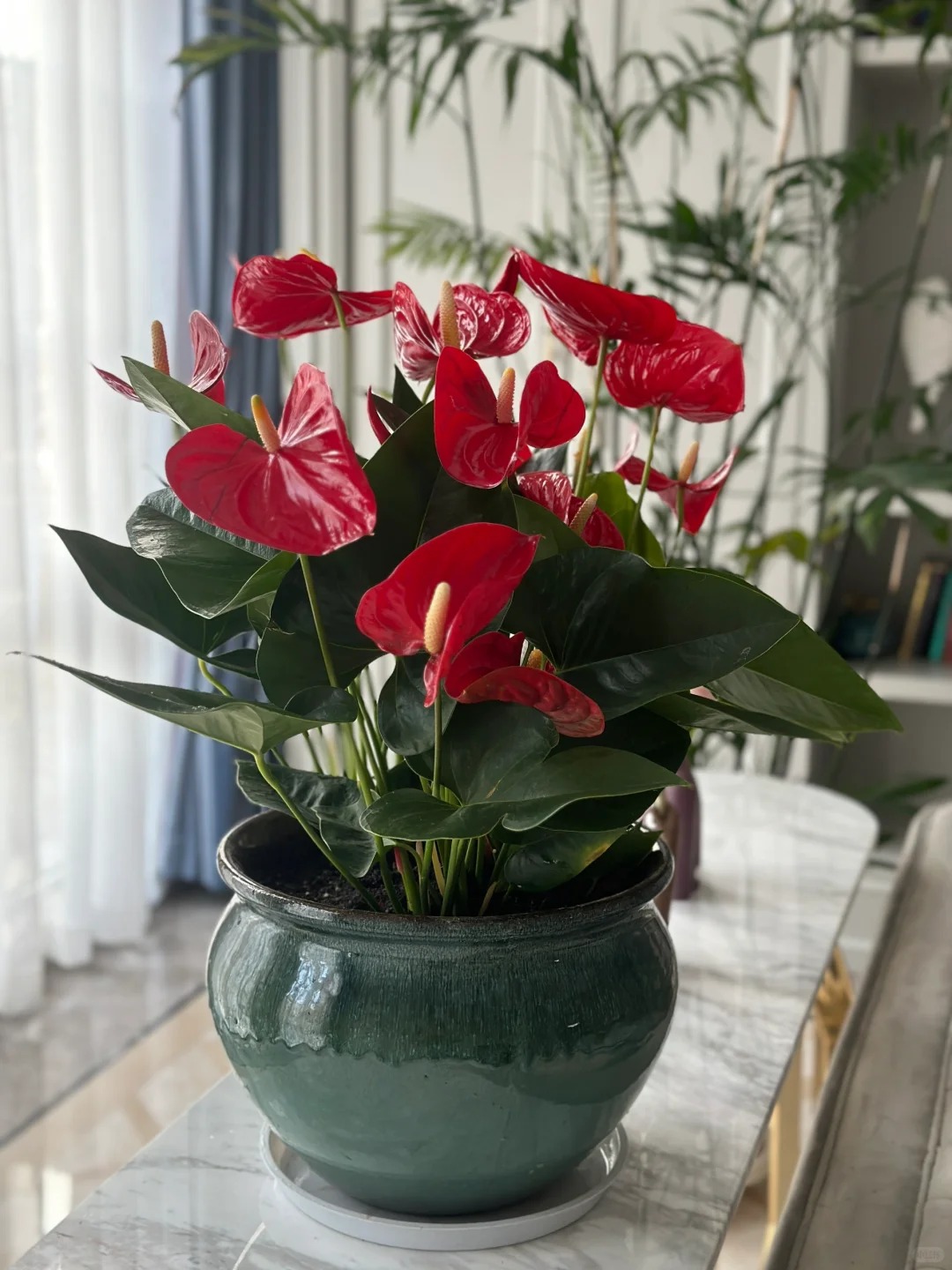 Loài hoa "nồi đồng cối đá" nở thông 365 ngày: Muốn chồng thăng quan tiến chức, tiền vào như nước nhất định phải rước về - Ảnh 7.