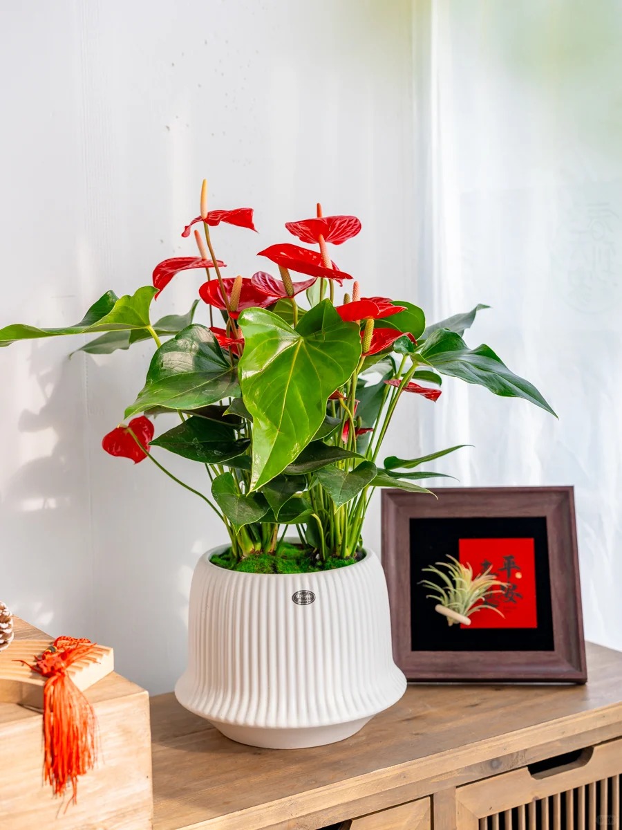 Loài hoa "nồi đồng cối đá" nở thông 365 ngày: Muốn chồng thăng quan tiến chức, tiền vào như nước nhất định phải rước về - Ảnh 22.