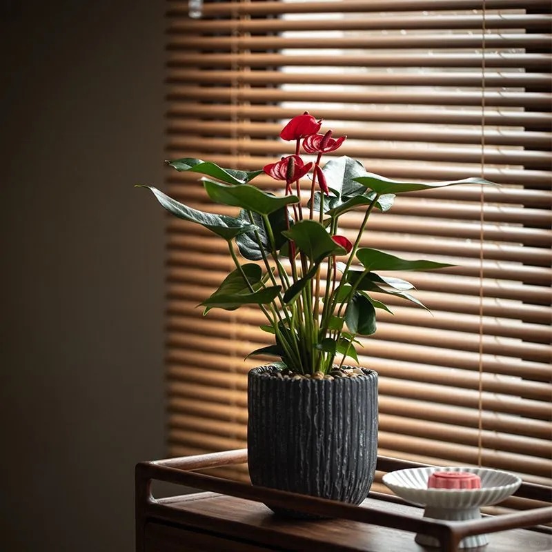 Loài hoa "nồi đồng cối đá" nở thông 365 ngày: Muốn chồng thăng quan tiến chức, tiền vào như nước nhất định phải rước về - Ảnh 23.