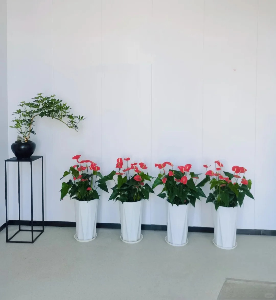 Loài hoa "nồi đồng cối đá" nở thông 365 ngày: Muốn chồng thăng quan tiến chức, tiền vào như nước nhất định phải rước về - Ảnh 28.