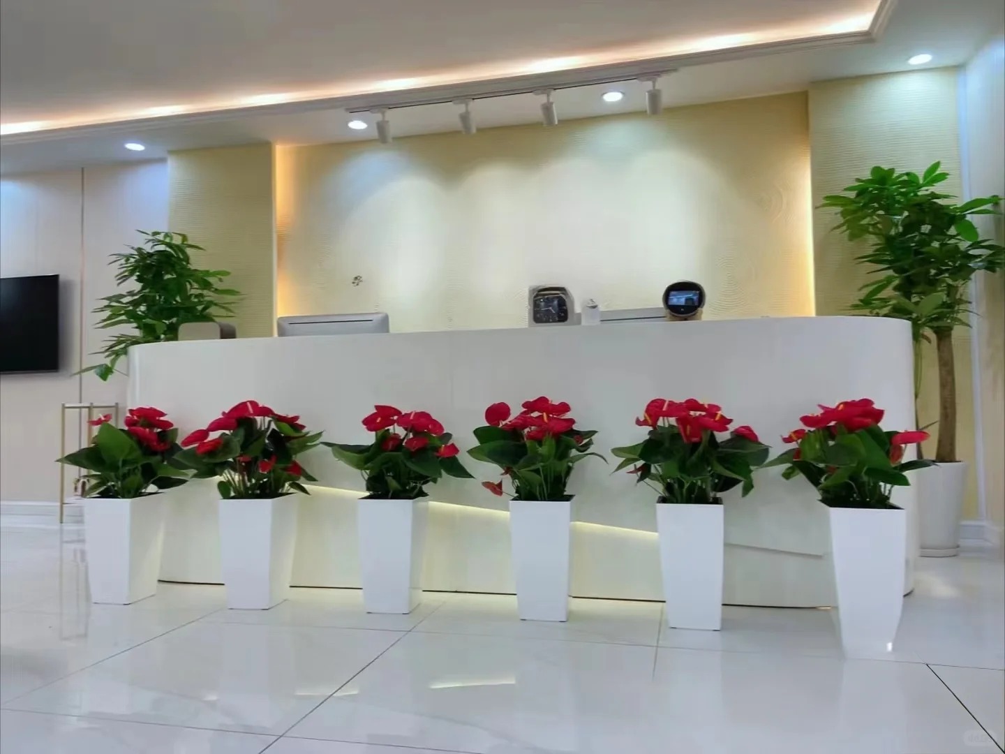 Loài hoa "nồi đồng cối đá" nở thông 365 ngày: Muốn chồng thăng quan tiến chức, tiền vào như nước nhất định phải rước về - Ảnh 29.