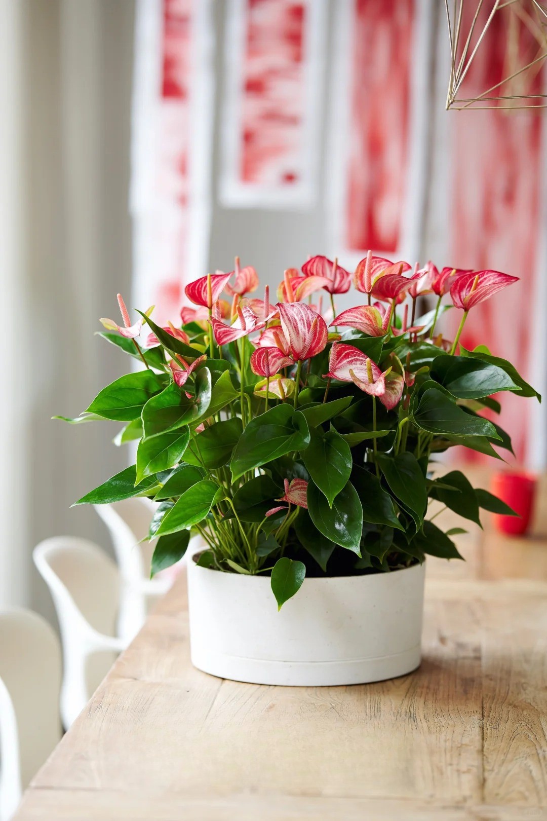 Loài hoa "nồi đồng cối đá" nở thông 365 ngày: Muốn chồng thăng quan tiến chức, tiền vào như nước nhất định phải rước về - Ảnh 14.