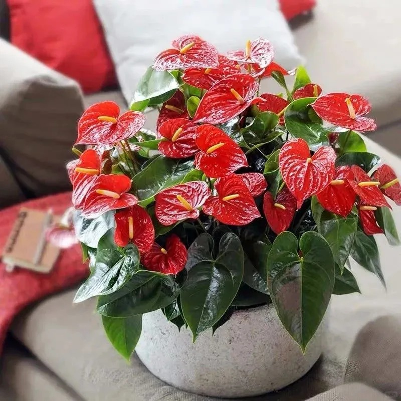 Loài hoa "nồi đồng cối đá" nở thông 365 ngày: Muốn chồng thăng quan tiến chức, tiền vào như nước nhất định phải rước về - Ảnh 10.