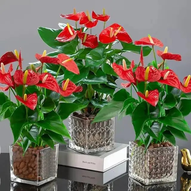 Loài hoa "nồi đồng cối đá" nở thông 365 ngày: Muốn chồng thăng quan tiến chức, tiền vào như nước nhất định phải rước về - Ảnh 11.