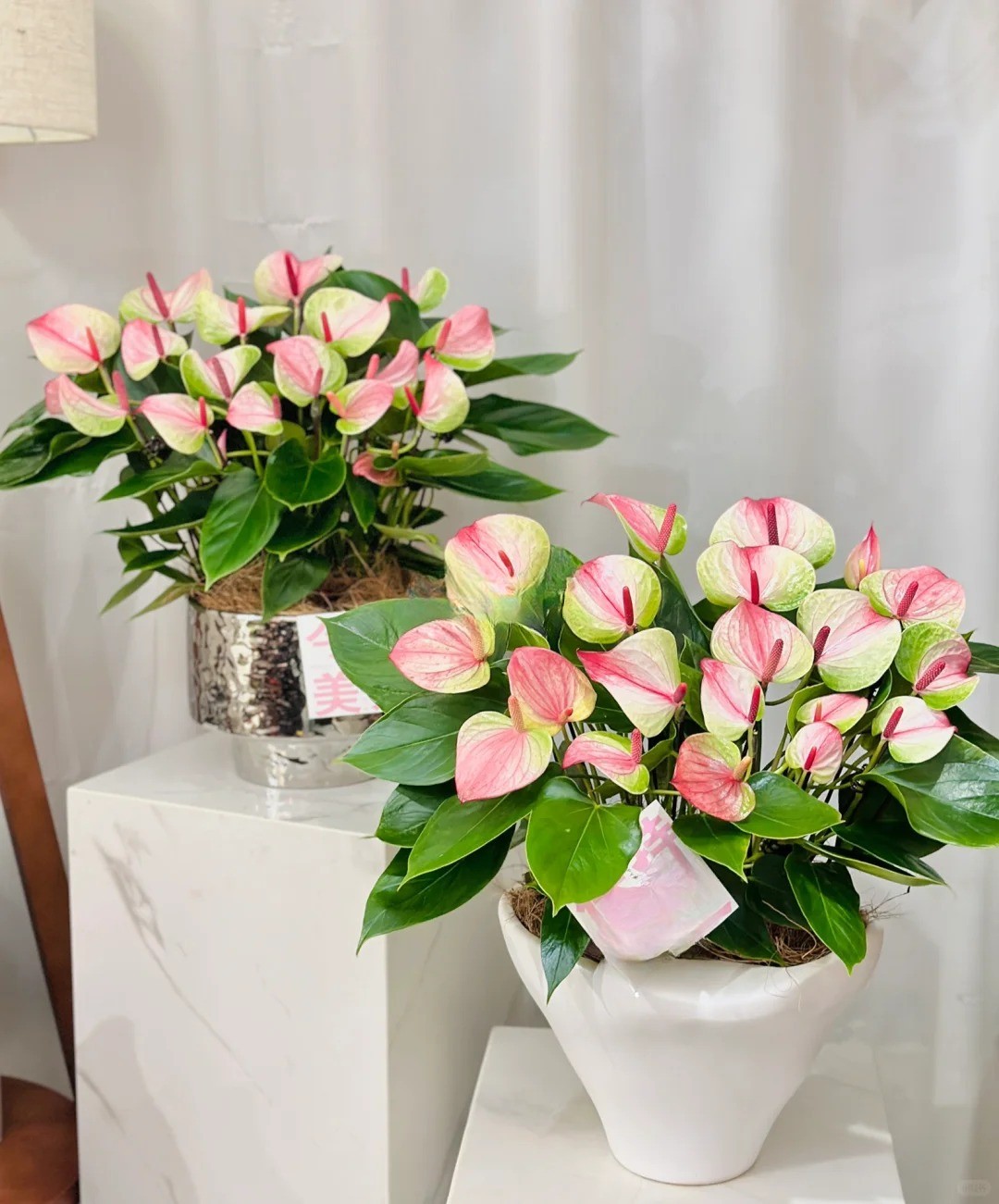 Loài hoa "nồi đồng cối đá" nở thông 365 ngày: Muốn chồng thăng quan tiến chức, tiền vào như nước nhất định phải rước về - Ảnh 15.