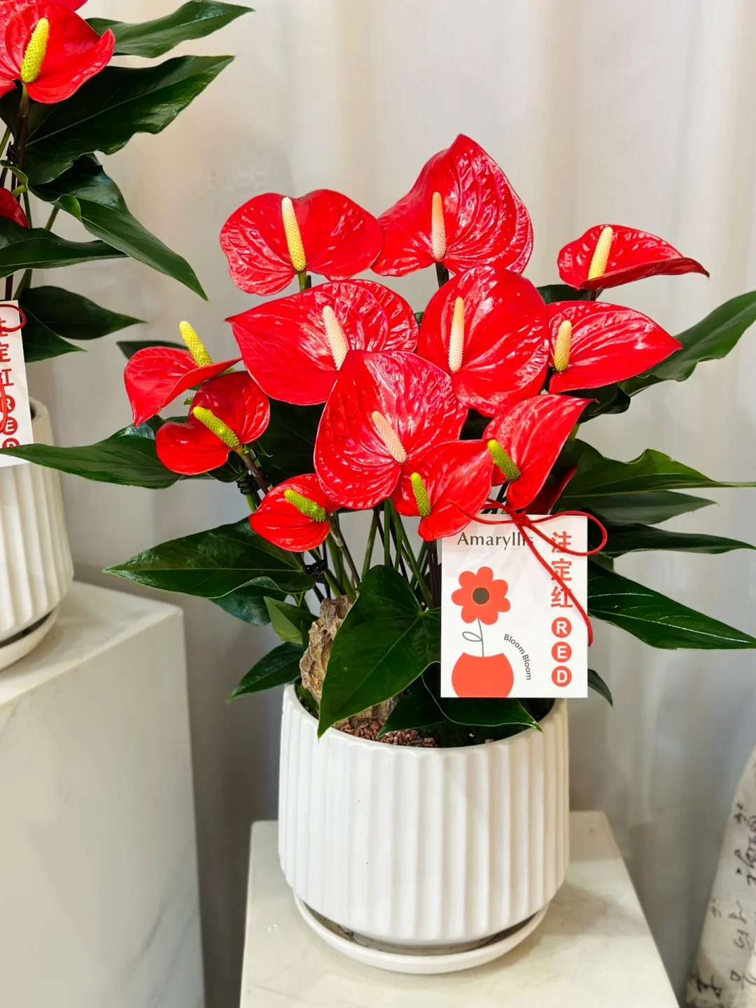 Loài hoa "nồi đồng cối đá" nở thông 365 ngày: Muốn chồng thăng quan tiến chức, tiền vào như nước nhất định phải rước về - Ảnh 3.