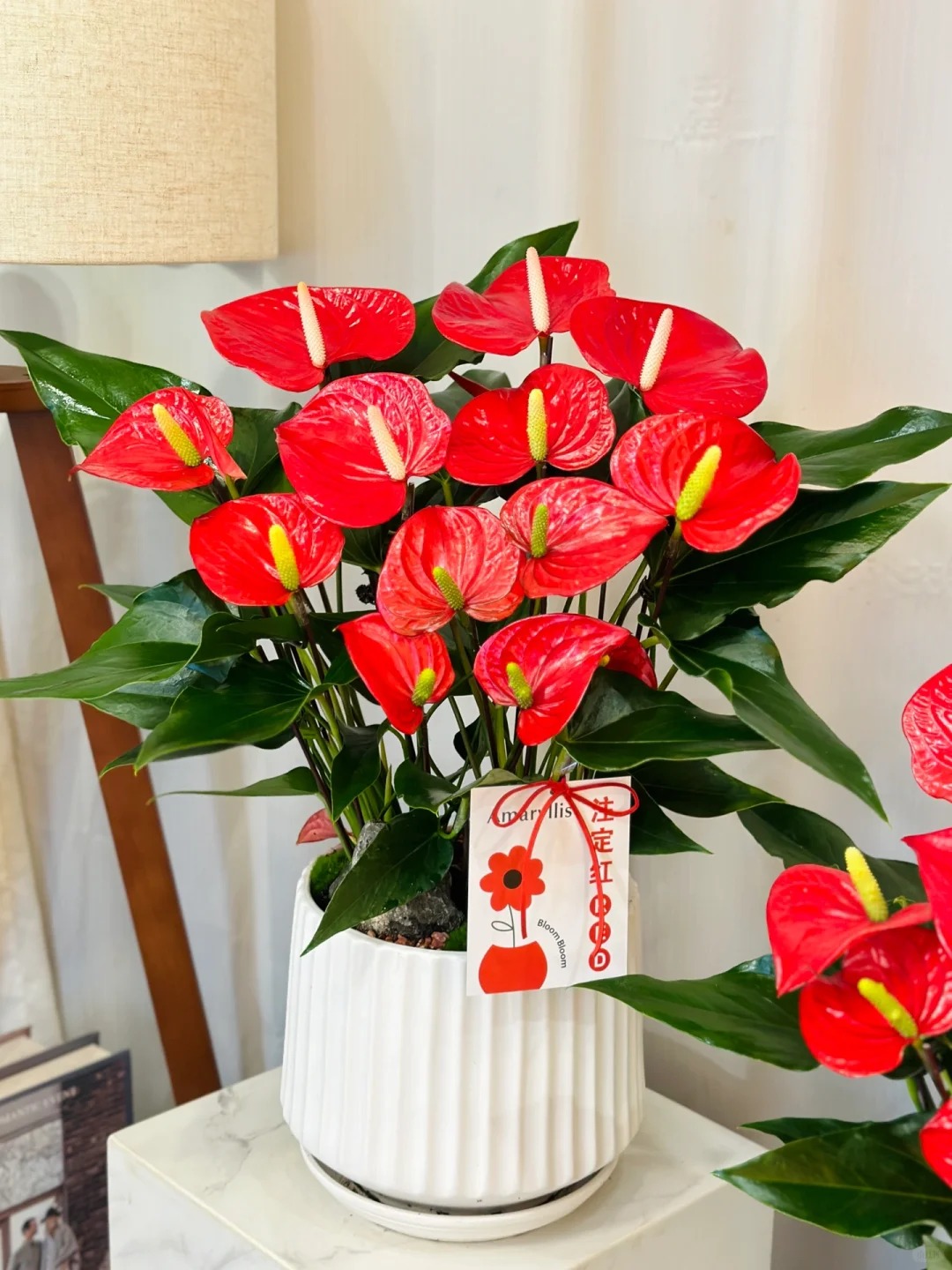 Loài hoa "nồi đồng cối đá" nở thông 365 ngày: Muốn chồng thăng quan tiến chức, tiền vào như nước nhất định phải rước về - Ảnh 4.