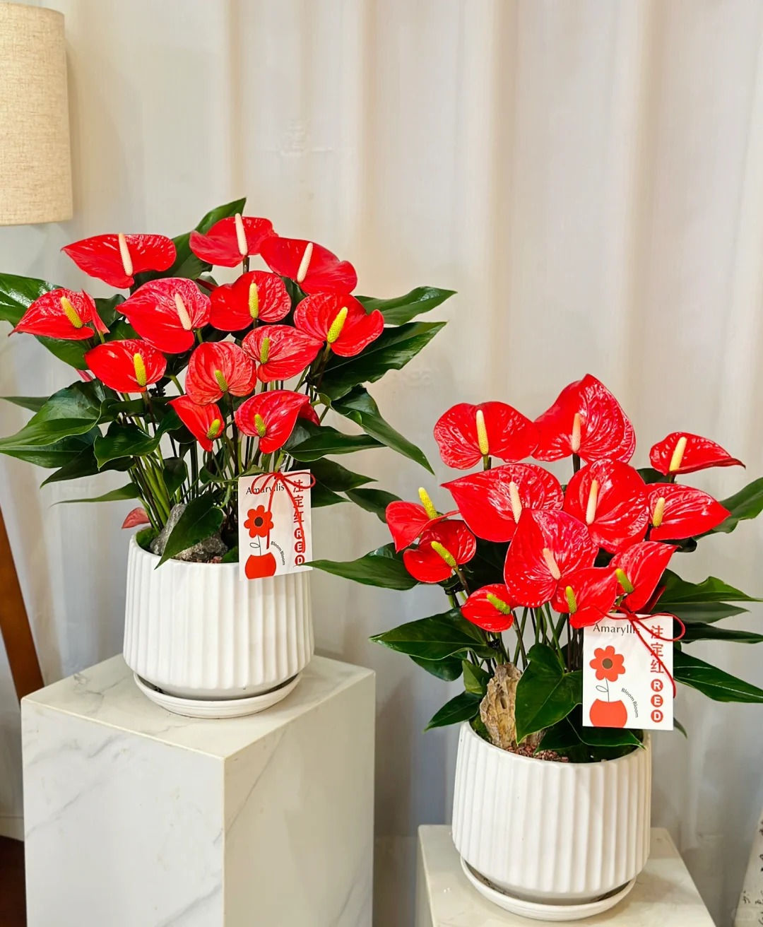 Loài hoa "nồi đồng cối đá" nở thông 365 ngày: Muốn chồng thăng quan tiến chức, tiền vào như nước nhất định phải rước về - Ảnh 5.