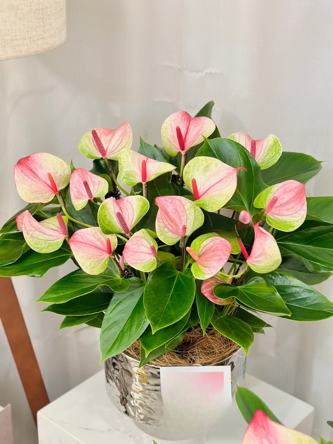 Loài hoa "nồi đồng cối đá" nở thông 365 ngày: Muốn chồng thăng quan tiến chức, tiền vào như nước nhất định phải rước về - Ảnh 16.