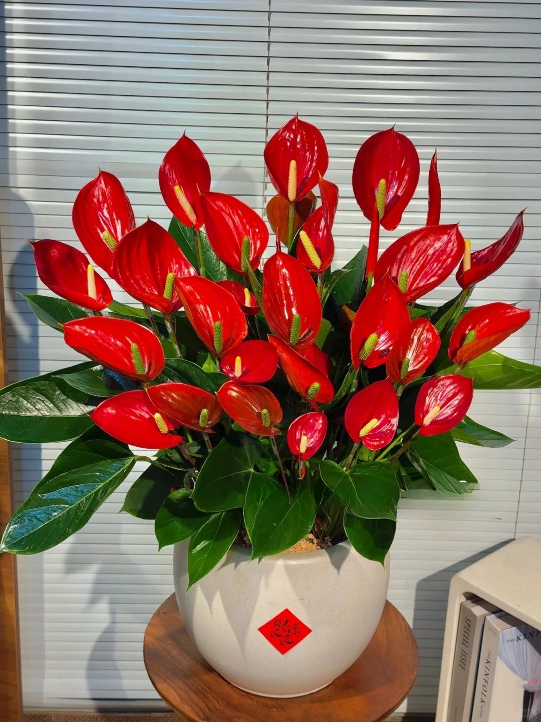 Loài hoa "nồi đồng cối đá" nở thông 365 ngày: Muốn chồng thăng quan tiến chức, tiền vào như nước nhất định phải rước về - Ảnh 17.