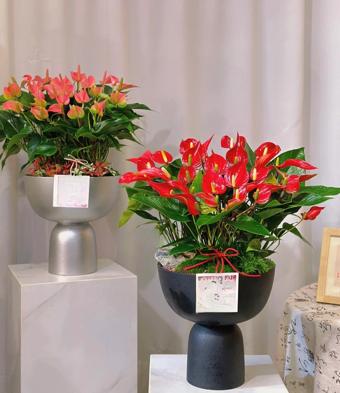 Loài hoa "nồi đồng cối đá" nở thông 365 ngày: Muốn chồng thăng quan tiến chức, tiền vào như nước nhất định phải rước về - Ảnh 19.