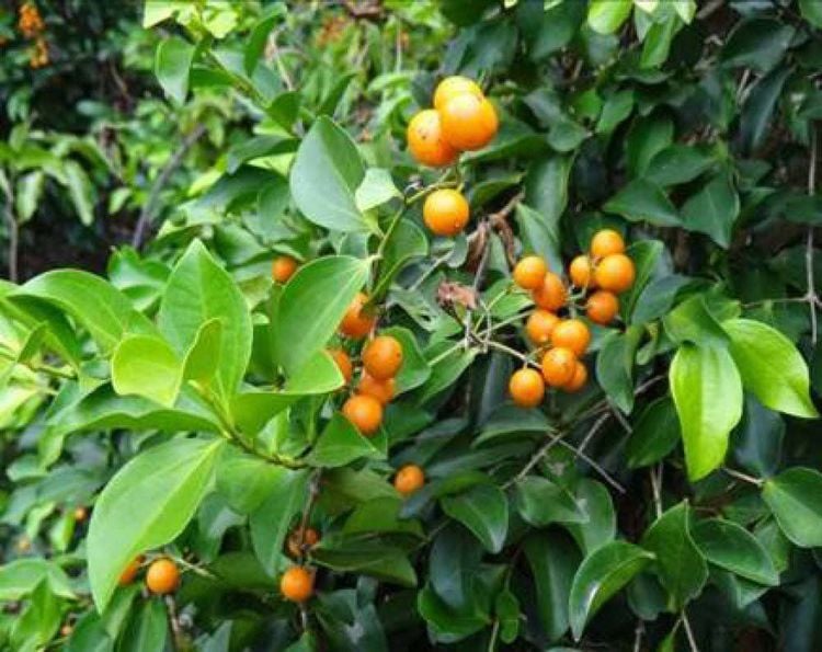 5 loại cây không nên trồng trước cửa tránh hậu quả nghiêm trọng - Ảnh 2. 5 loại cây không nên trồng trước cửa tránh hậu quả nghiêm trọng - Ảnh 2.