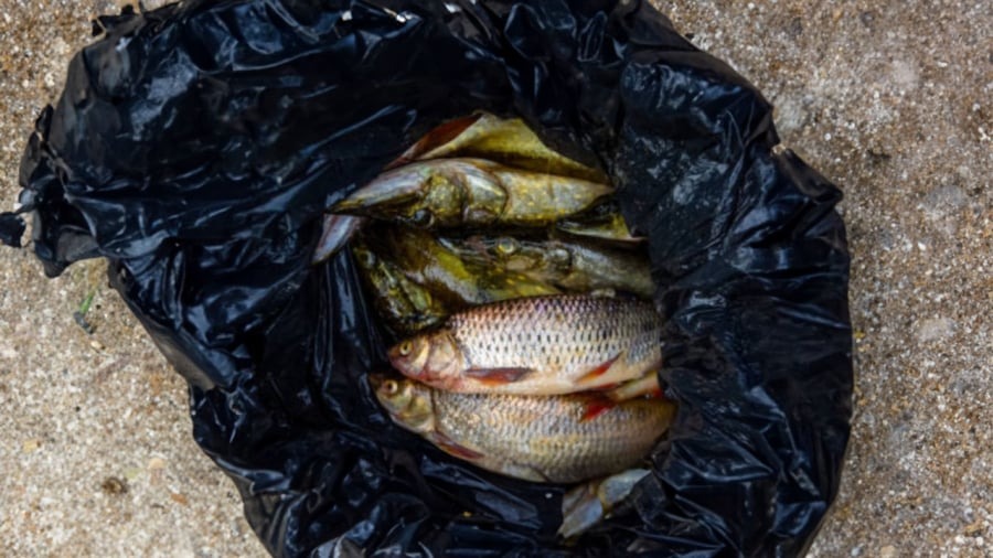 Tại sao người bán cá hay dùng túi màu đen đựng cá?- Ảnh 1.