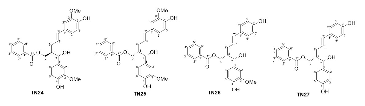 Giải mã "kho báu" của loài ong ở Tây Nguyên: Phát hiện hợp chất quý chưa từng công bố - Ảnh 1.