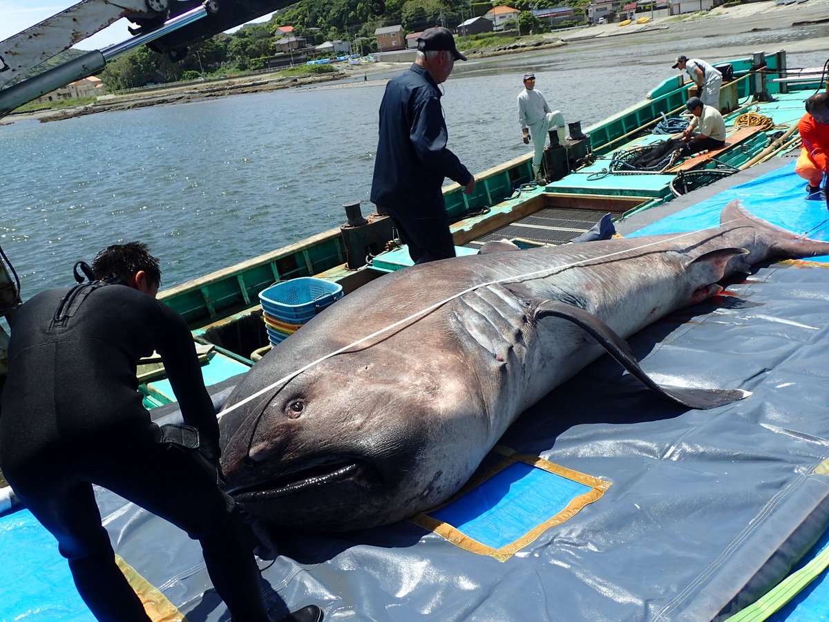 Hai con cá mập miệng rộng khổng lồ, loài chỉ được nhìn thấy chưa đến 300 lần trong lịch sử, liên tiếp mắc cạn tại Peru khiến giới khoa học lo ngại!- Ảnh 3.