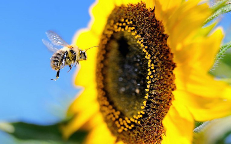 Vì sao cả thế giới sẽ lâm nguy nếu ong tuyệt chủng?- Ảnh 1.