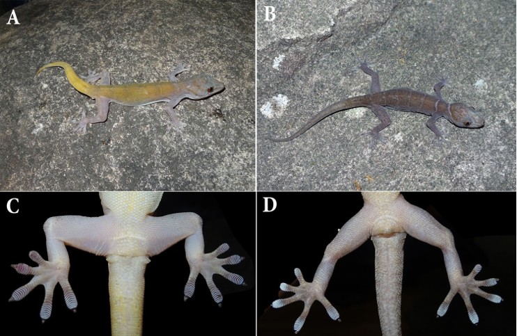 "Báu vật" ẩn mình tại núi Bà Đen, thế giới chỉ Việt Nam có - Ảnh 1.