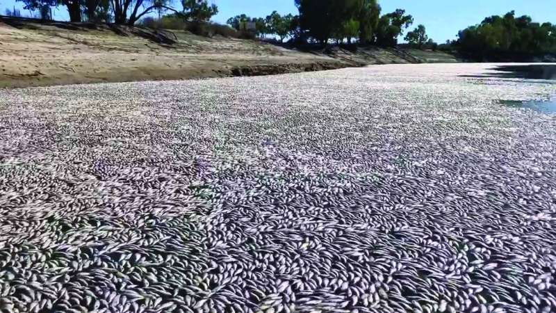 Thành phố nóng nhất thế giới: Cá bị luộc chín, chim rơi xuống đất mà con người vẫn bám trụ bằng cách này - Ảnh 2.