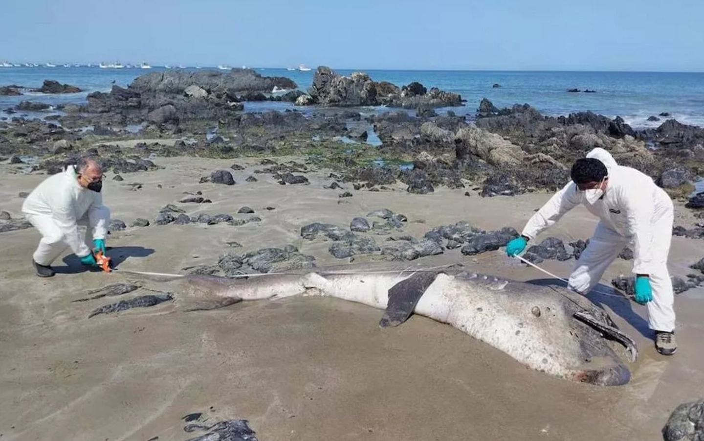 Hai con cá mập miệng rộng khổng lồ, loài chỉ được nhìn thấy chưa đến 300 lần trong lịch sử, liên tiếp mắc cạn tại Peru khiến giới khoa học lo ngại!- Ảnh 4.
