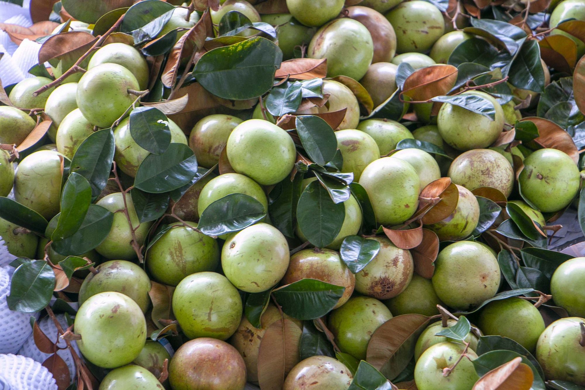 Trồng vú sữa một vụ, nông dân lãi hơn 200 triệu đồng/ha - Ảnh 1.