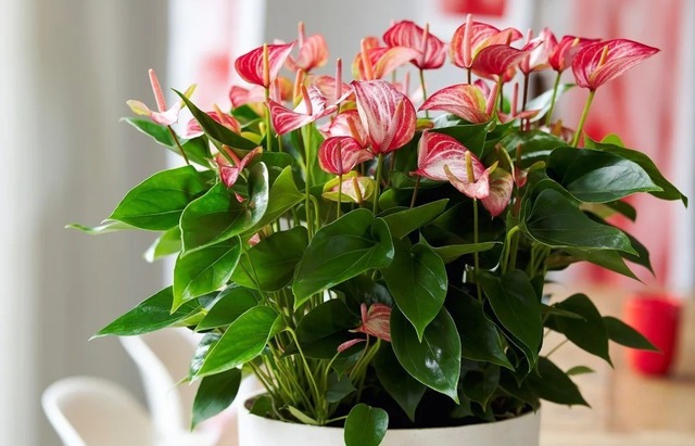 Tết rước 1 chậu cây này về nhà: Vận tiền bạc, chức vị đều 