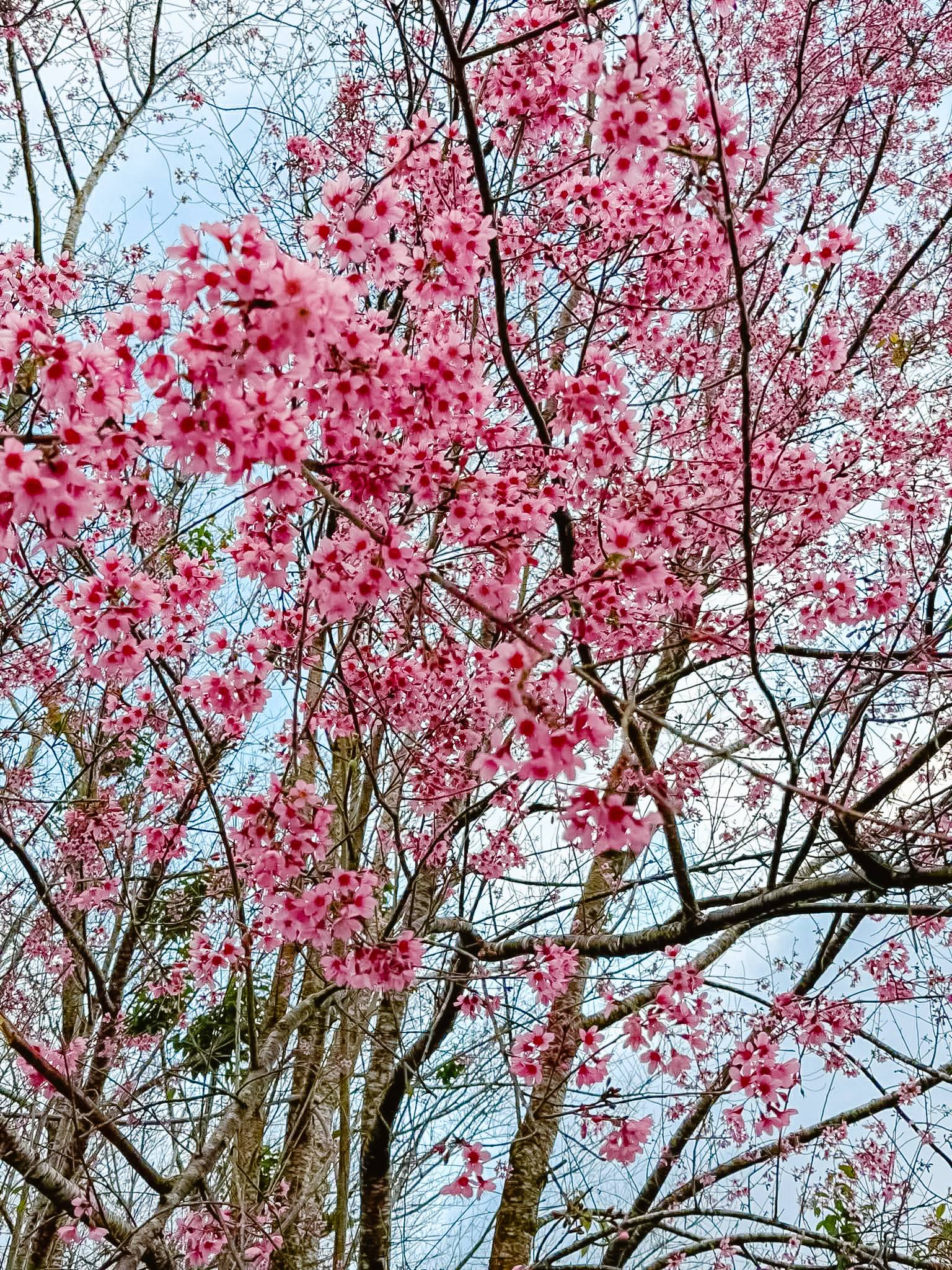 Sắc hồng phủ kín cao nguyên, vạn vật đều thua mùa hoa này ở Đà Lạt- Ảnh 6.