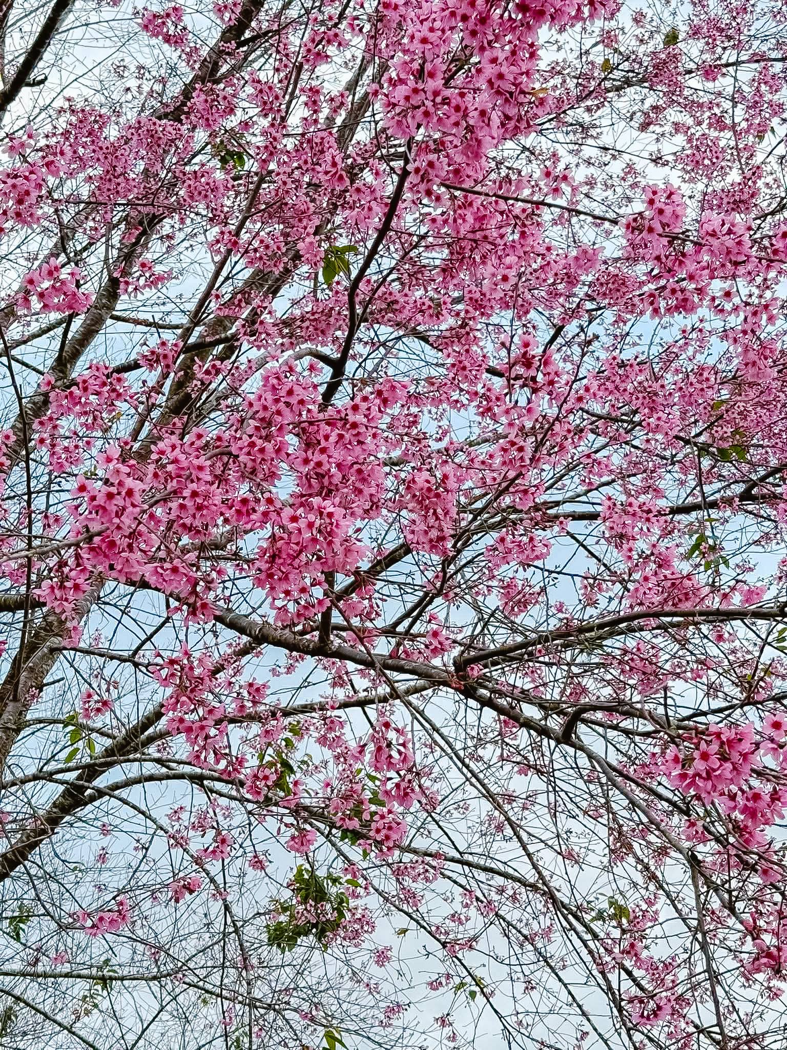 Sắc hồng phủ kín cao nguyên, vạn vật đều thua mùa hoa này ở Đà Lạt- Ảnh 5.