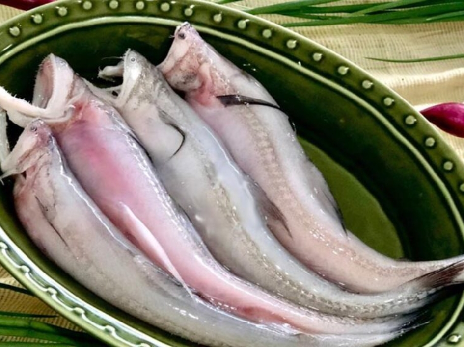 Loại cá da trơn, không có vảy, ít xương, nhiều ở vùng Thanh Hóa, Nghệ An, Hà Tĩnh: Nhiều chất mà lại rẻ - Ảnh 2.