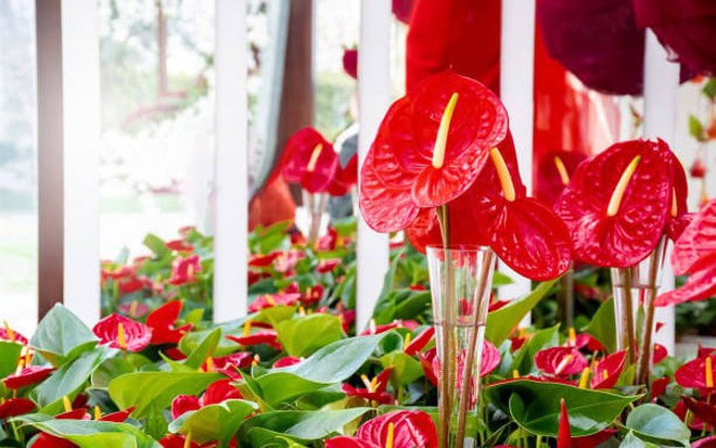 Tết rước 1 chậu cây này về nhà: Vận tiền bạc, chức vị đều 