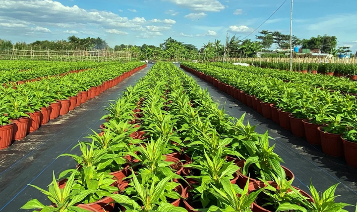 Bảng giá đất TP.HCM áp dụng năm 2026 tác động ra sao đến người dân, nhà đầu tư?- Ảnh 5.