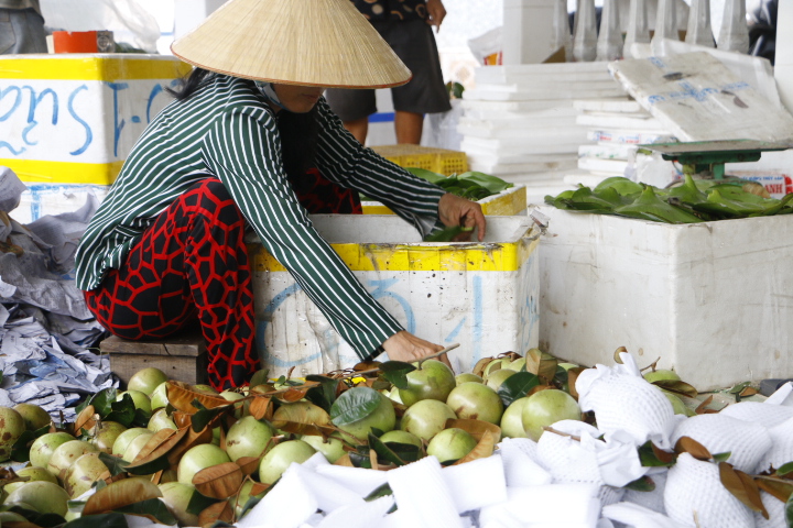Trồng vú sữa một vụ, nông dân lãi hơn 200 triệu đồng/ha - Ảnh 2.