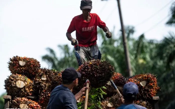 Dầu cọ thắng thế trong thỏa thuận Mỹ - Indonesia - Ảnh 1.