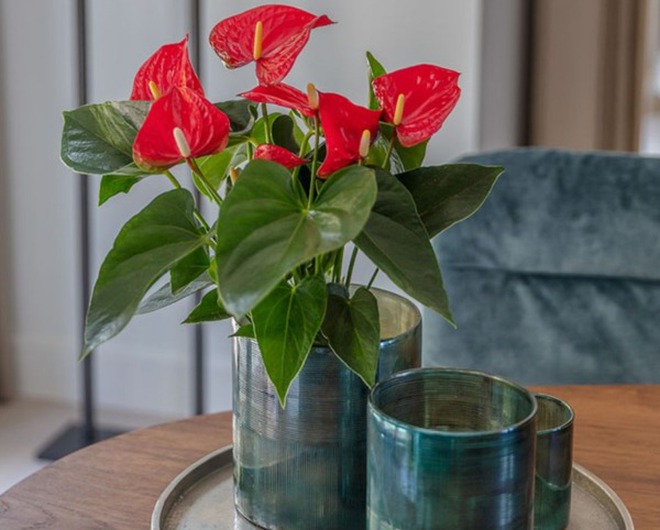 Tết rước 1 chậu cây này về nhà: Vận tiền bạc, chức vị đều 