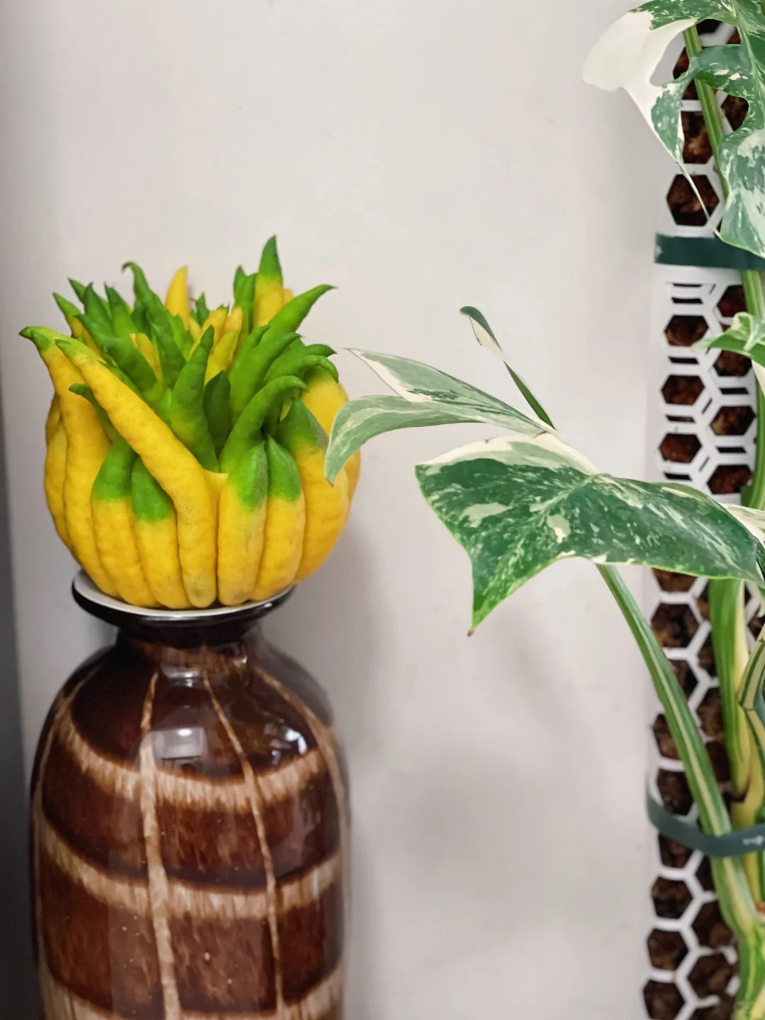 Tết này hội "nghiện nhà" đang săn lùng loại quả đẹp như tranh, thơm lừng cả tháng lại mang ý nghĩa đại cát - Ảnh 28.