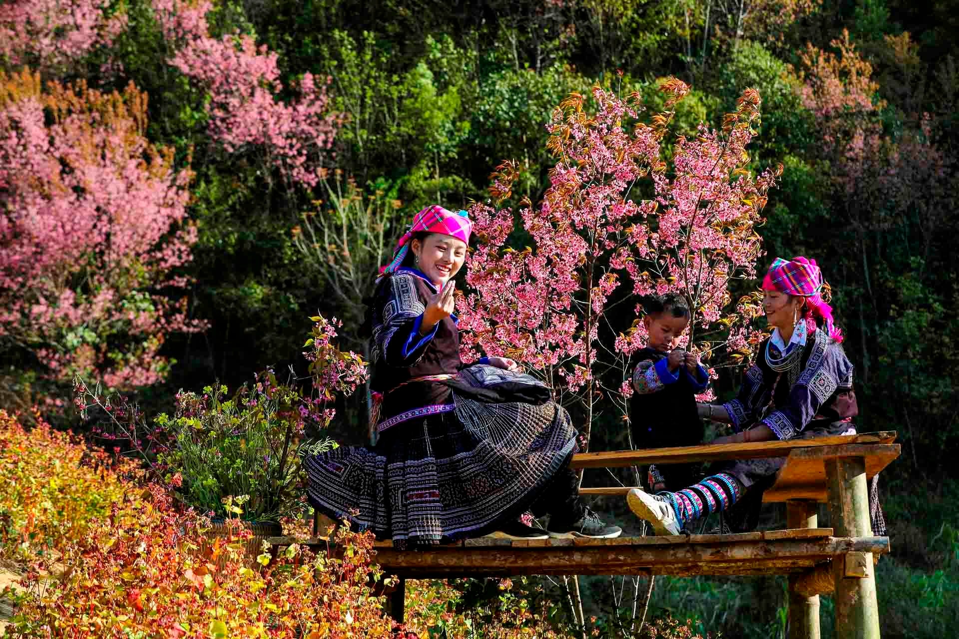 Không phải Hàn Quốc, Nhật Bản, đây là nơi đang có hoa mai anh đào nở rực 1 góc trời: Cách Hà Nội 300km - Ảnh 6.