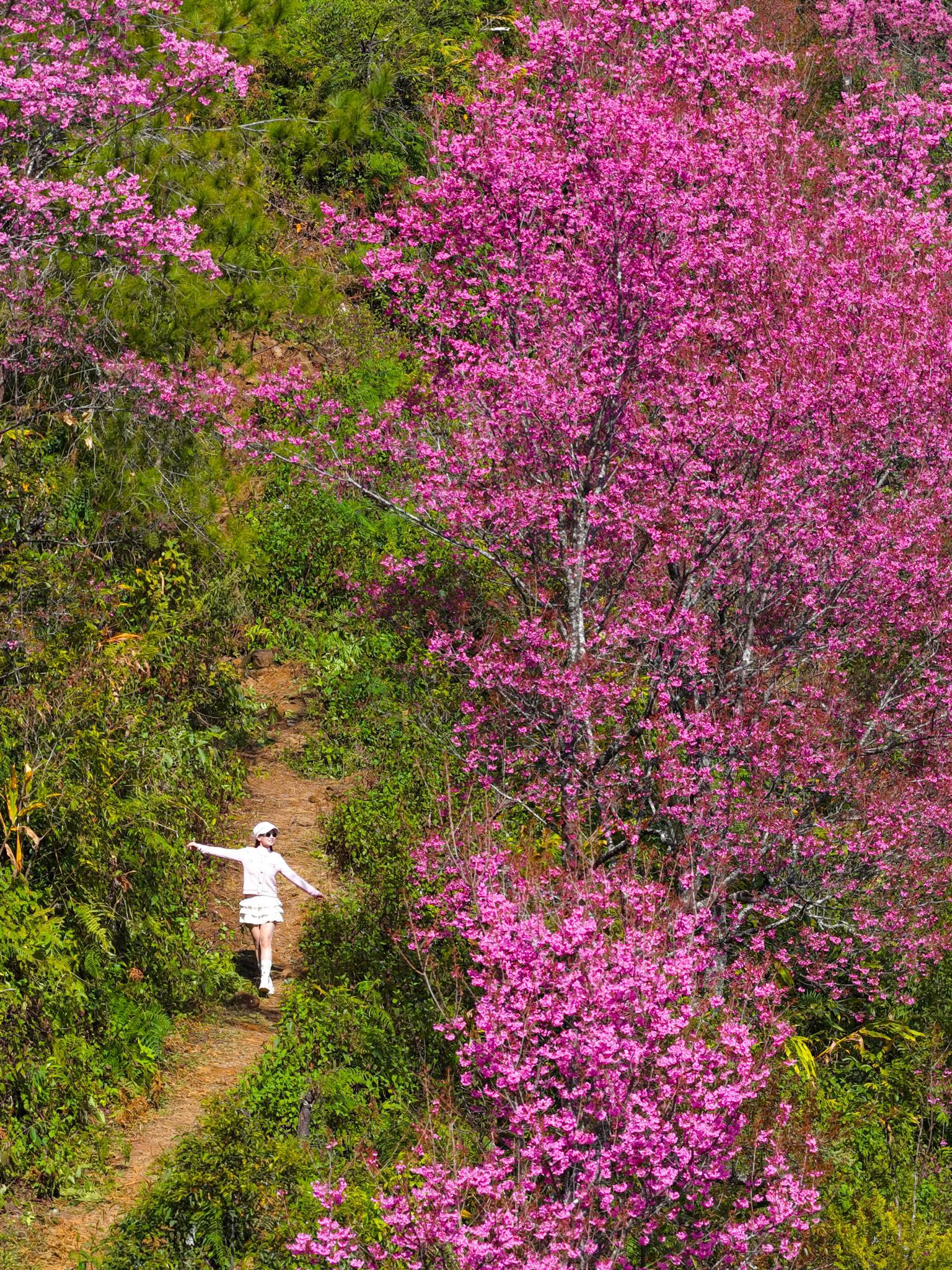 Không phải Hàn Quốc, Nhật Bản, đây là nơi đang có hoa mai anh đào nở rực 1 góc trời: Cách Hà Nội 300km - Ảnh 3.
