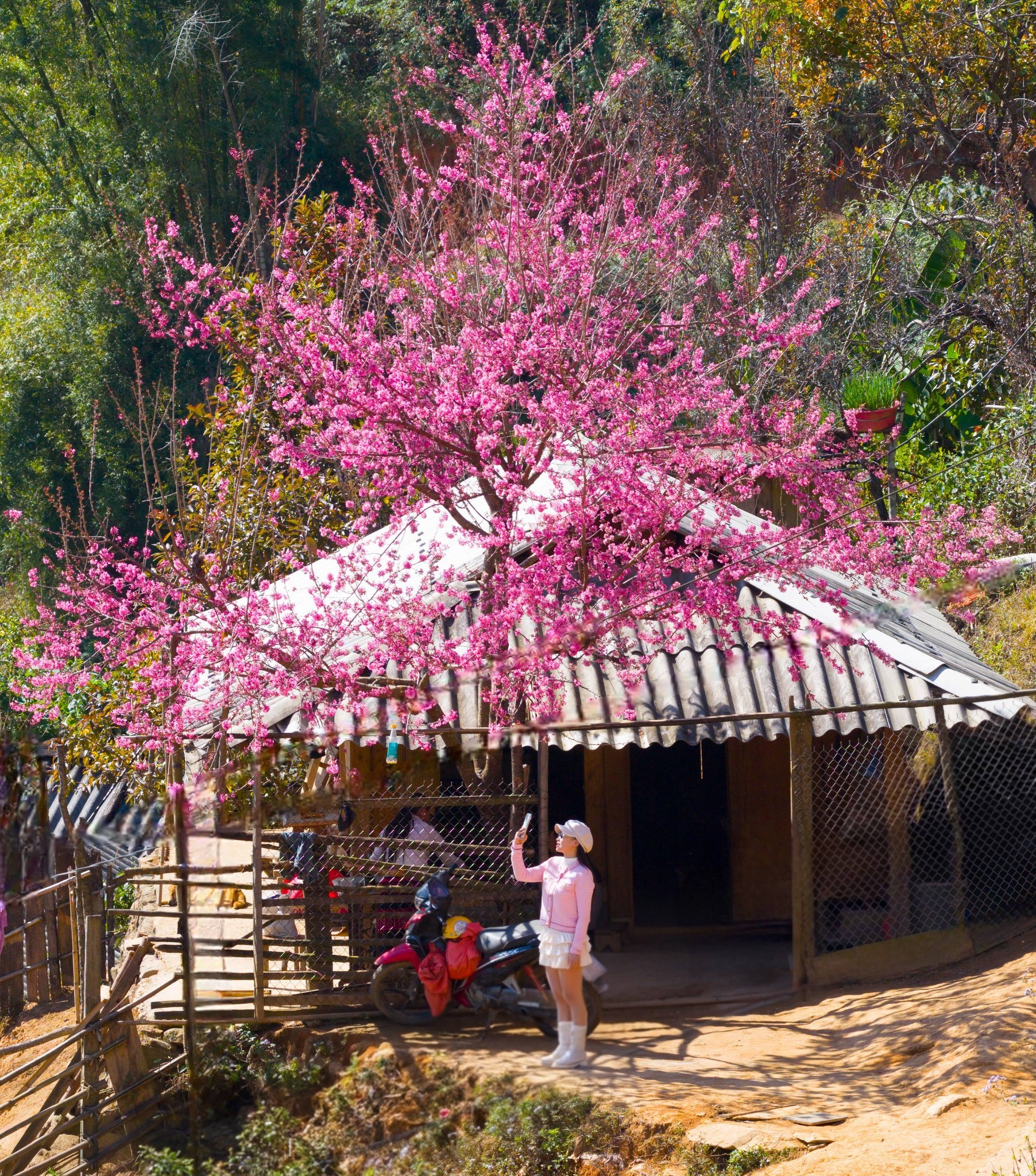 Không phải Hàn Quốc, Nhật Bản, đây là nơi đang có hoa mai anh đào nở rực 1 góc trời: Cách Hà Nội 300km - Ảnh 4.