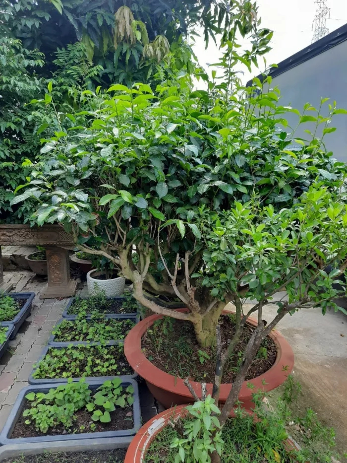 3 loại cây nên trồng vào năm 2026: Vừa làm thuốc quý vừa hút sinh khí, tài lộc vào nhà- Ảnh 1.