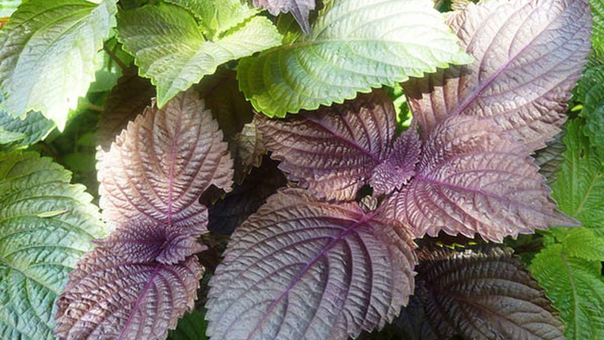 3 loại cây nên trồng vào năm 2026: Vừa làm thuốc quý vừa hút sinh khí, tài lộc vào nhà- Ảnh 3.