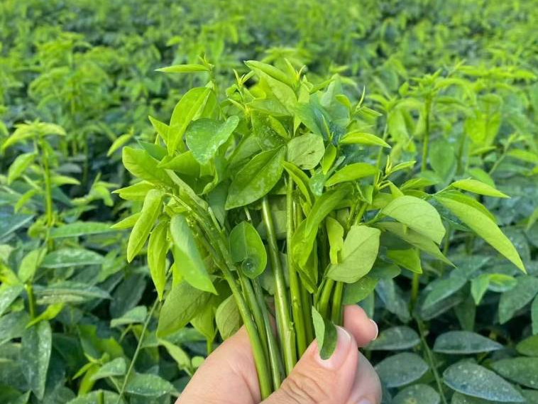 Loại rau xưa nay chỉ tuốt lá nấu canh, nhưng làm theo cách này lại cực ngon, giòn vô cùng và ai ăn cũng bất ngờ- Ảnh 1.