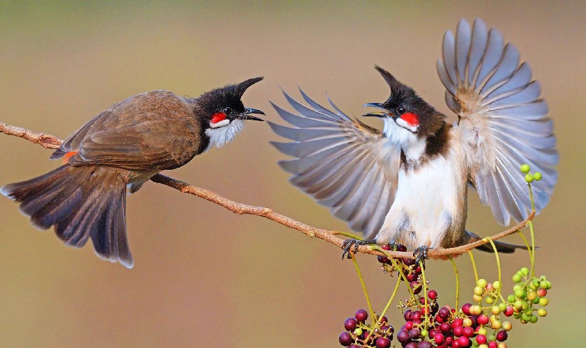 Loài chim “hút tài lộc”: Xuất hiện dày đặc ở Việt Nam vì lý do không ngờ- Ảnh 1.