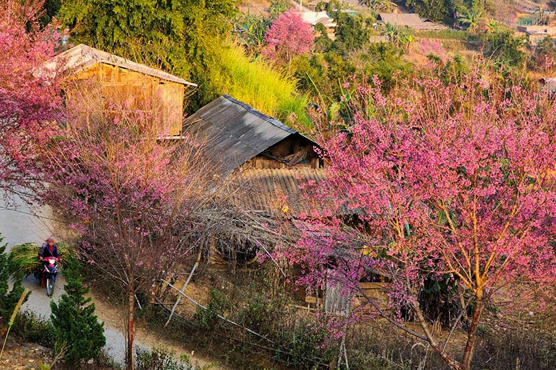 Không phải Hàn Quốc, Nhật Bản, đây là nơi đang có hoa mai anh đào nở rực 1 góc trời: Cách Hà Nội 300km - Ảnh 2.