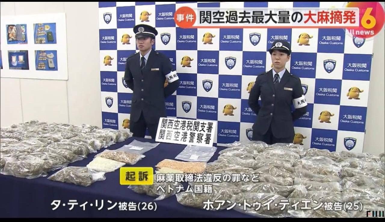 2 cô gái Việt vận chuyển 31kg cần sa khô qua sân bay Nhật, giá trị 25 tỷ đồng: Vụ thu giữ lớn nhất từ trước đến nay- Ảnh 1. 2 cô gái Việt vận chuyển 31kg cần sa khô qua sân bay Nhật, giá trị 25 tỷ đồng: Vụ thu giữ lớn nhất từ trước đến nay- Ảnh 1.