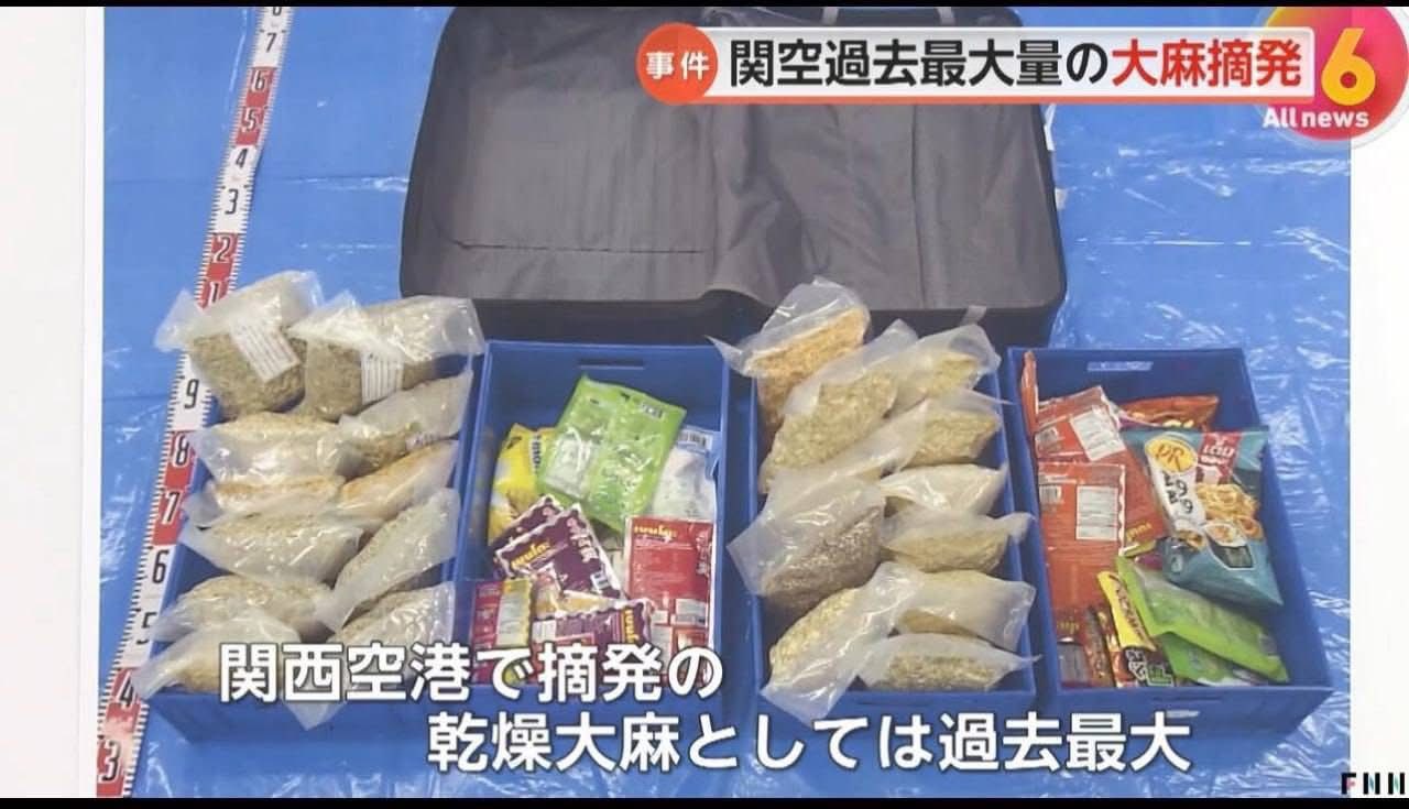 2 cô gái Việt vận chuyển 31kg cần sa khô qua sân bay Nhật, giá trị 25 tỷ đồng: Vụ thu giữ lớn nhất từ trước đến nay- Ảnh 3. 2 cô gái Việt vận chuyển 31kg cần sa khô qua sân bay Nhật, giá trị 25 tỷ đồng: Vụ thu giữ lớn nhất từ trước đến nay- Ảnh 3.