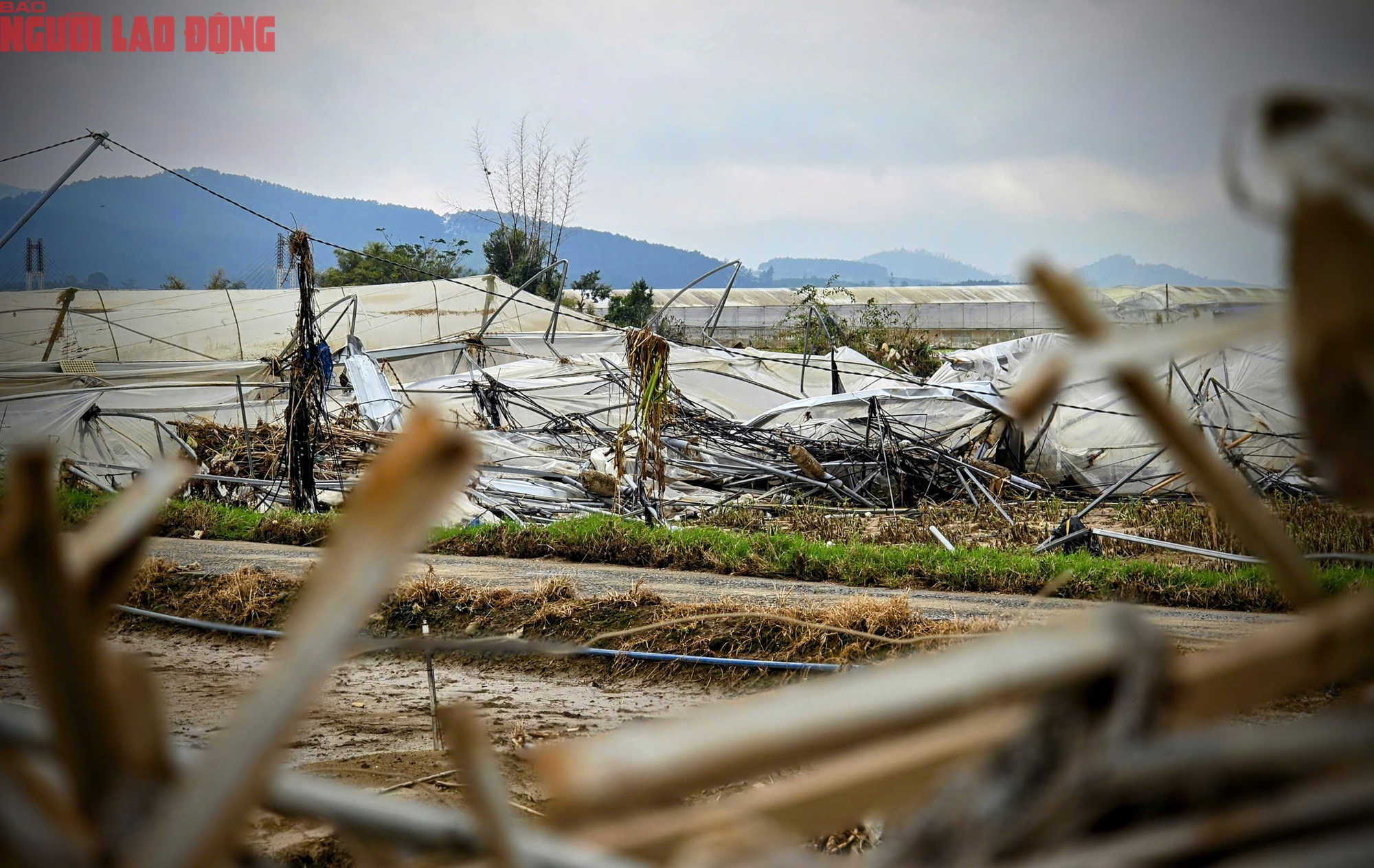 CLIP: Vựa rau lớn nhất Lâm Đồng xác xơ, nông dân mất tiền tỉ sau cơn "đại hồng thủy"- Ảnh 5.